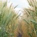Image: Adobe Looking down a row of wheat growing in Australia